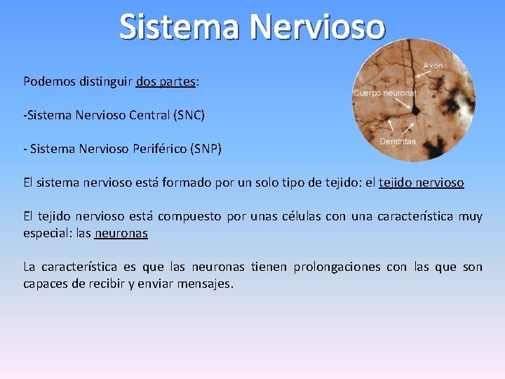 Sistema Nervioso Podemos distinguir dos partes: -Sistema Nervioso Central (SNC) - Sistema Nervioso Periférico