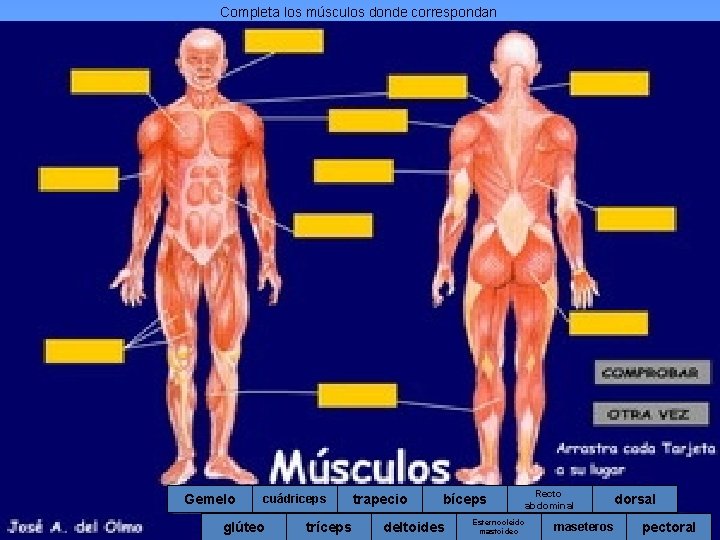 Completa los músculos donde correspondan Gemelo cuádriceps glúteo tríceps trapecio bíceps deltoides Recto abdominal