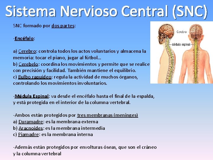Sistema Nervioso Central (SNC) SNC formado por dos partes: -Encéfalo: a) Cerebro: controla todos