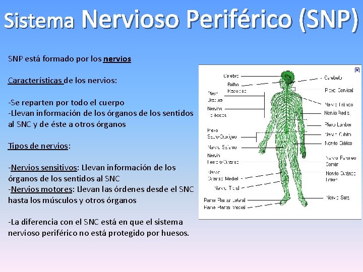 Sistema Nervioso Periférico (SNP) SNP está formado por los nervios Características de los nervios: