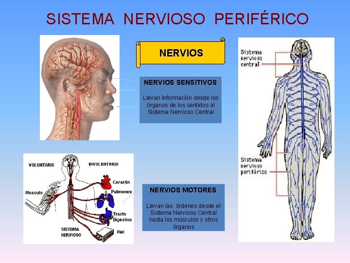 SISTEMA NERVIOSO PERIFÉRICO NERVIOS SENSITIVOS Llevan información desde los órganos de los sentidos al