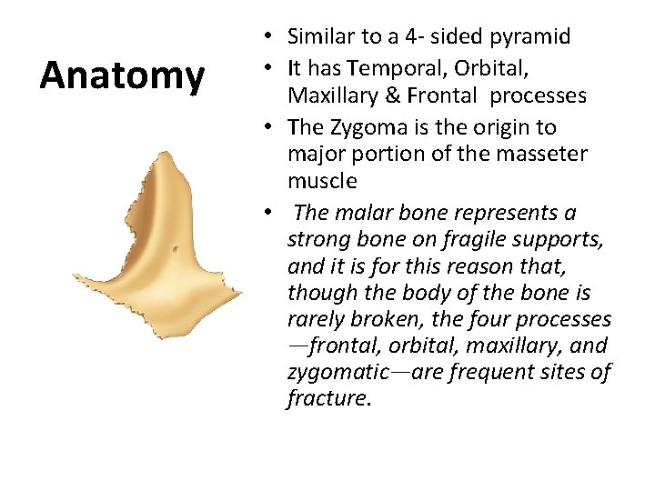 Anatomy • Similar to a 4 - sided pyramid • It has Temporal, Orbital,