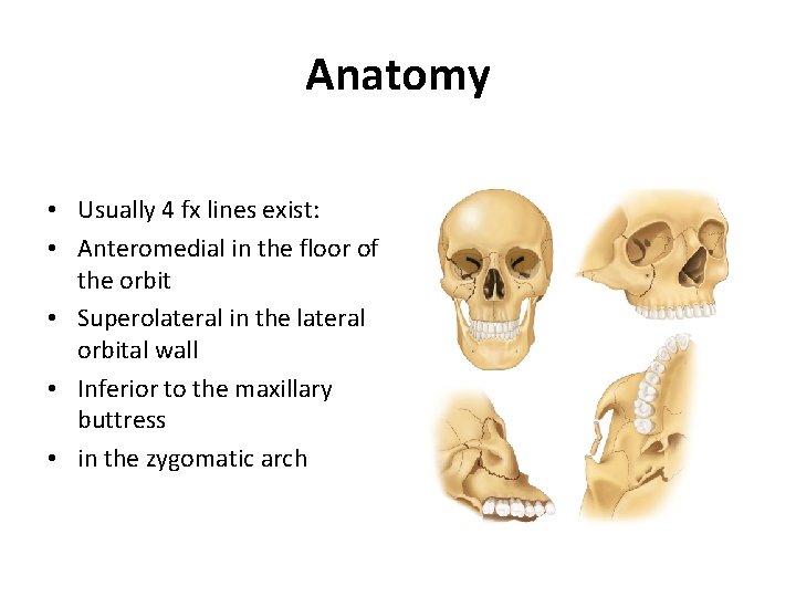 Anatomy • Usually 4 fx lines exist: • Anteromedial in the floor of the