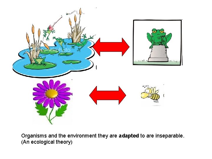 Organisms and the environment they are adapted to are inseparable. (An ecological theory) 
