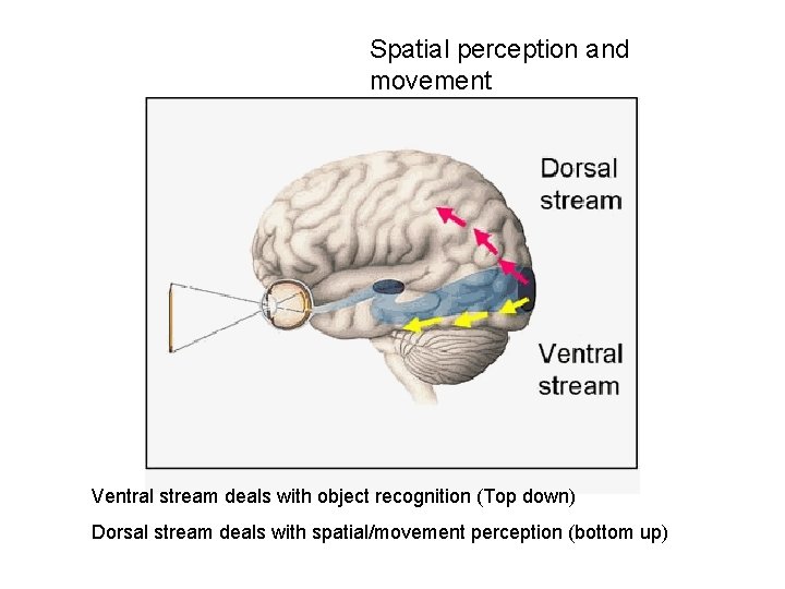 Spatial perception and movement Ventral stream deals with object recognition (Top down) Dorsal stream