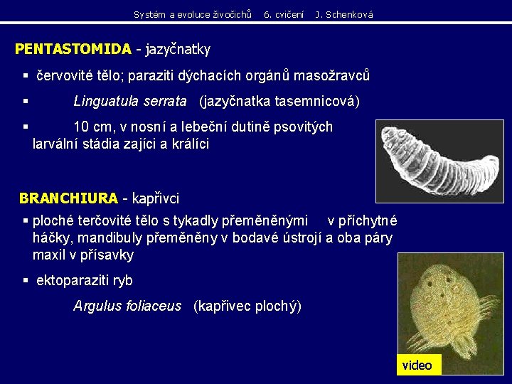 Systém a evoluce živočichů 6. cvičení J. Schenková PENTASTOMIDA - jazyčnatky § červovité tělo; Systém a evoluce živočichů 6. cvičení J. Schenková PENTASTOMIDA - jazyčnatky § červovité tělo;