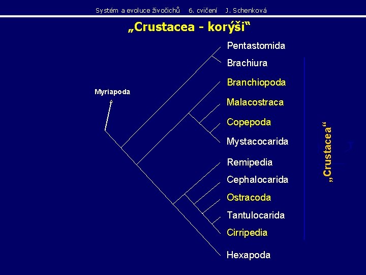 Systém a evoluce živočichů 6. cvičení J. Schenková „Crustacea - korýši“ Pentastomida Brachiura Branchiopoda Systém a evoluce živočichů 6. cvičení J. Schenková „Crustacea - korýši“ Pentastomida Brachiura Branchiopoda