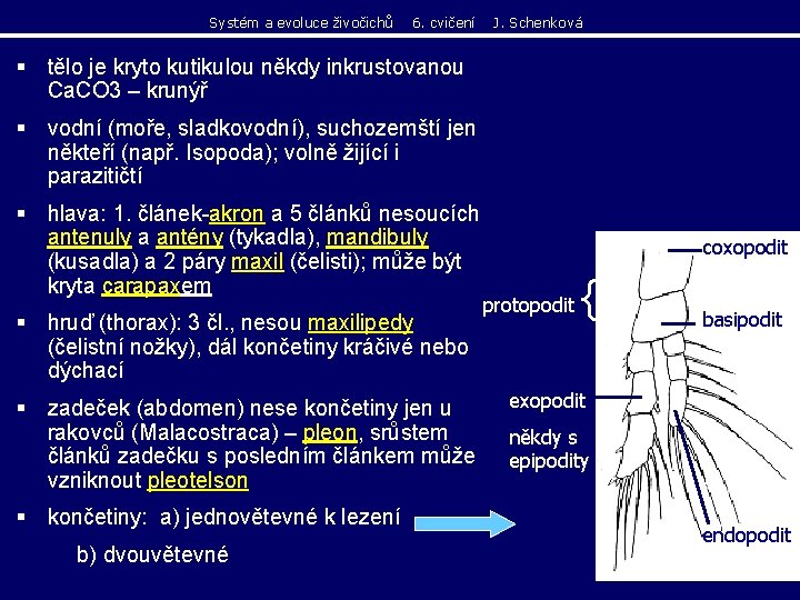 Systém a evoluce živočichů 6. cvičení J. Schenková § tělo je kryto kutikulou někdy Systém a evoluce živočichů 6. cvičení J. Schenková § tělo je kryto kutikulou někdy