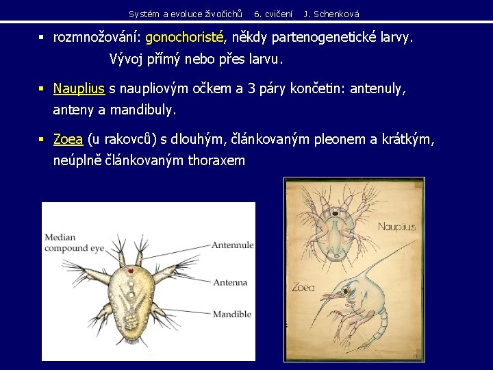Systém a evoluce živočichů 6. cvičení J. Schenková § rozmnožování: gonochoristé, někdy partenogenetické larvy. Systém a evoluce živočichů 6. cvičení J. Schenková § rozmnožování: gonochoristé, někdy partenogenetické larvy.