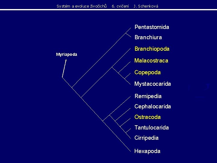 Systém a evoluce živočichů 6. cvičení J. Schenková Pentastomida Branchiura Branchiopoda Myriapoda Malacostraca Copepoda Systém a evoluce živočichů 6. cvičení J. Schenková Pentastomida Branchiura Branchiopoda Myriapoda Malacostraca Copepoda