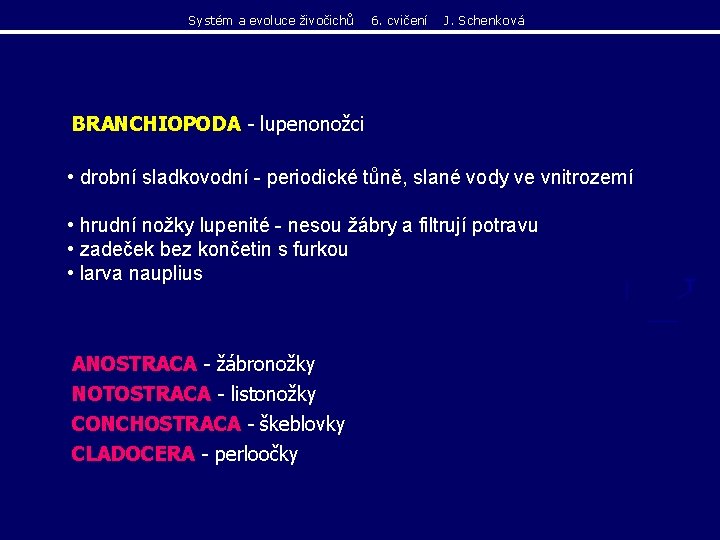 Systém a evoluce živočichů 6. cvičení J. Schenková BRANCHIOPODA - lupenonožci • drobní sladkovodní Systém a evoluce živočichů 6. cvičení J. Schenková BRANCHIOPODA - lupenonožci • drobní sladkovodní