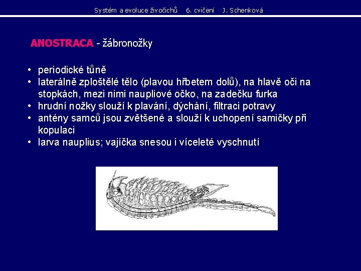 Systém a evoluce živočichů 6. cvičení J. Schenková ANOSTRACA - žábronožky • periodické tůně Systém a evoluce živočichů 6. cvičení J. Schenková ANOSTRACA - žábronožky • periodické tůně