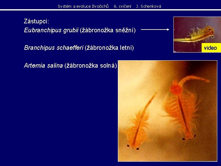 Systém a evoluce živočichů 6. cvičení J. Schenková Zástupci: Eubranchipus grubii (žábronožka sněžní) Branchipus Systém a evoluce živočichů 6. cvičení J. Schenková Zástupci: Eubranchipus grubii (žábronožka sněžní) Branchipus