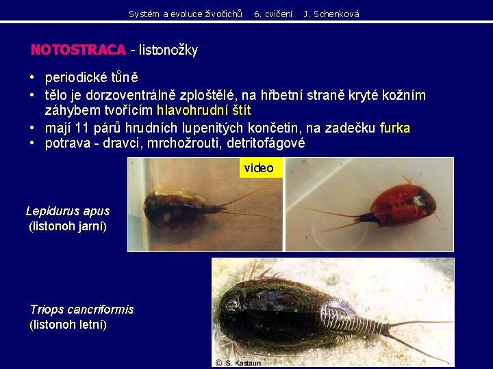 Systém a evoluce živočichů 6. cvičení J. Schenková NOTOSTRACA - listonožky • periodické tůně Systém a evoluce živočichů 6. cvičení J. Schenková NOTOSTRACA - listonožky • periodické tůně
