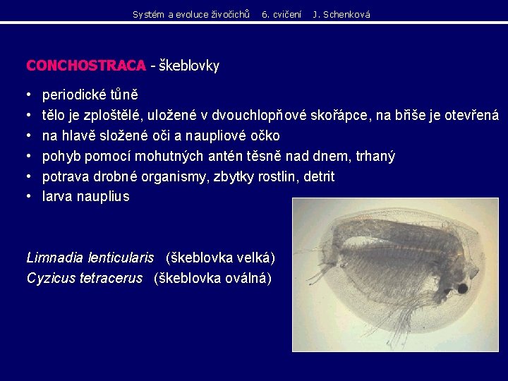 Systém a evoluce živočichů 6. cvičení J. Schenková CONCHOSTRACA - škeblovky • • • Systém a evoluce živočichů 6. cvičení J. Schenková CONCHOSTRACA - škeblovky • • •