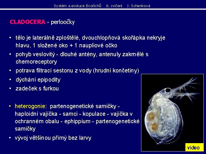 Systém a evoluce živočichů 6. cvičení J. Schenková CLADOCERA - perloočky • tělo je Systém a evoluce živočichů 6. cvičení J. Schenková CLADOCERA - perloočky • tělo je