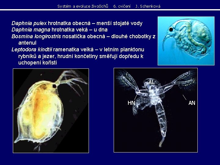 Systém a evoluce živočichů 6. cvičení J. Schenková Daphnia pulex hrotnatka obecná – menší Systém a evoluce živočichů 6. cvičení J. Schenková Daphnia pulex hrotnatka obecná – menší