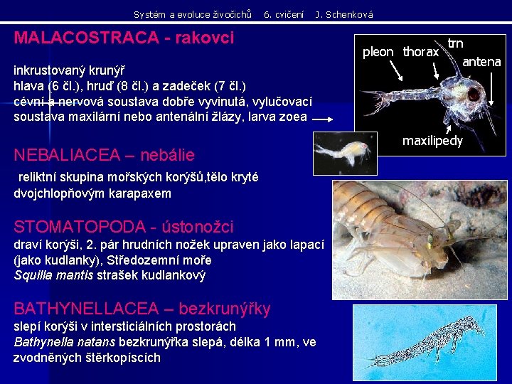 Systém a evoluce živočichů 6. cvičení J. Schenková MALACOSTRACA - rakovci inkrustovaný krunýř hlava Systém a evoluce živočichů 6. cvičení J. Schenková MALACOSTRACA - rakovci inkrustovaný krunýř hlava