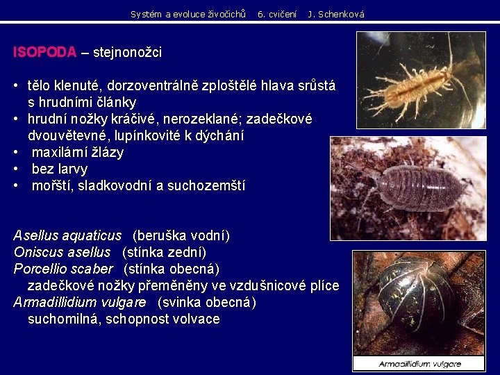 Systém a evoluce živočichů 6. cvičení J. Schenková ISOPODA – stejnonožci • tělo klenuté, Systém a evoluce živočichů 6. cvičení J. Schenková ISOPODA – stejnonožci • tělo klenuté,