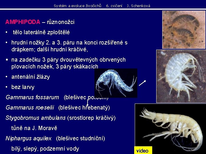 Systém a evoluce živočichů 6. cvičení J. Schenková AMPHIPODA – různonožci • tělo laterálně Systém a evoluce živočichů 6. cvičení J. Schenková AMPHIPODA – různonožci • tělo laterálně
