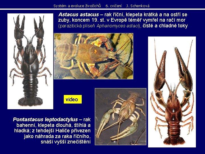 Systém a evoluce živočichů 6. cvičení J. Schenková Astacus astacus – rak říční, klepeta Systém a evoluce živočichů 6. cvičení J. Schenková Astacus astacus – rak říční, klepeta