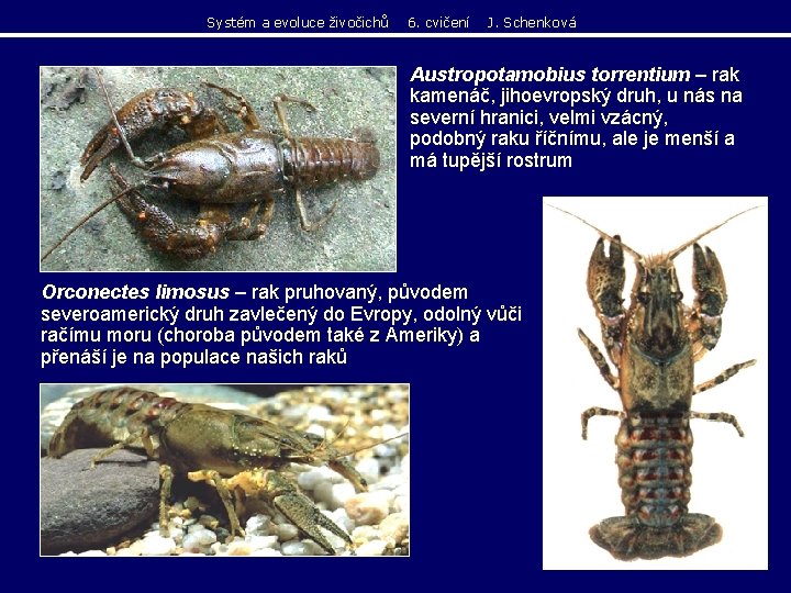 Systém a evoluce živočichů 6. cvičení J. Schenková Austropotamobius torrentium – rak kamenáč, jihoevropský Systém a evoluce živočichů 6. cvičení J. Schenková Austropotamobius torrentium – rak kamenáč, jihoevropský