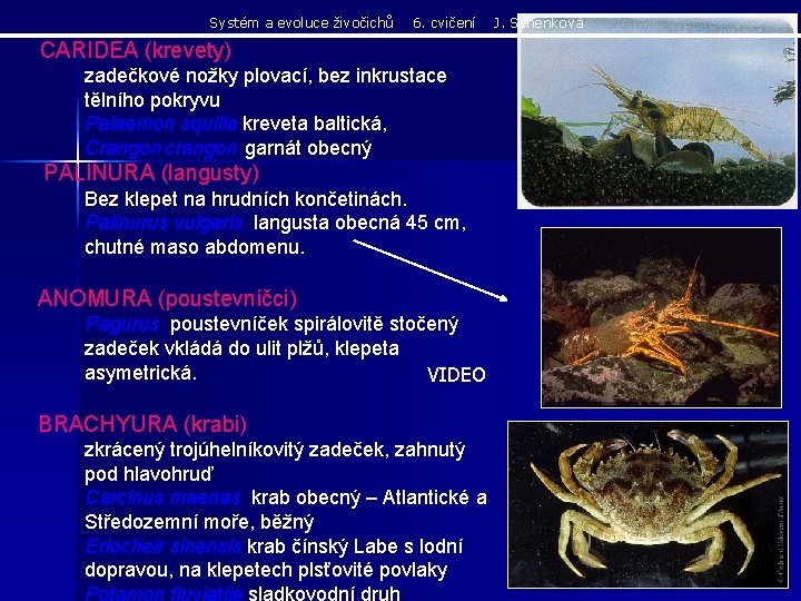 Systém a evoluce živočichů 6. cvičení CARIDEA (krevety) zadečkové nožky plovací, bez inkrustace tělního Systém a evoluce živočichů 6. cvičení CARIDEA (krevety) zadečkové nožky plovací, bez inkrustace tělního