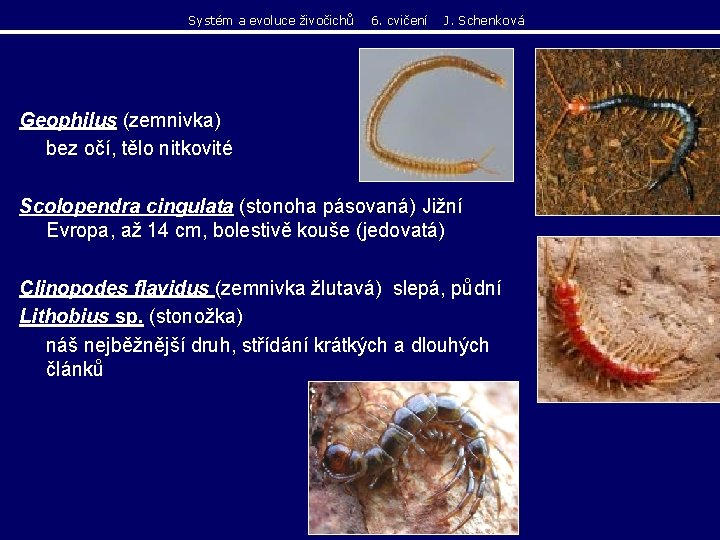 Systém a evoluce živočichů 6. cvičení J. Schenková Geophilus (zemnivka) bez očí, tělo nitkovité Systém a evoluce živočichů 6. cvičení J. Schenková Geophilus (zemnivka) bez očí, tělo nitkovité
