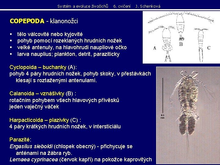 Systém a evoluce živočichů 6. cvičení J. Schenková COPEPODA - klanonožci § § tělo Systém a evoluce živočichů 6. cvičení J. Schenková COPEPODA - klanonožci § § tělo