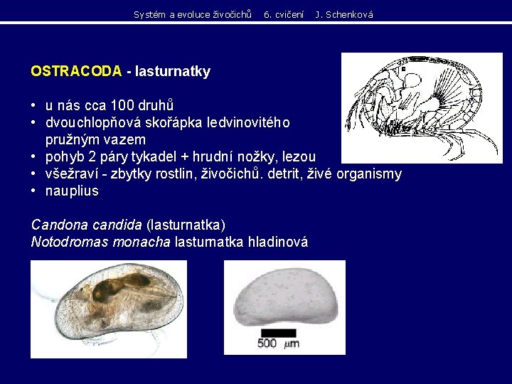 Systém a evoluce živočichů 6. cvičení J. Schenková OSTRACODA - lasturnatky • u nás Systém a evoluce živočichů 6. cvičení J. Schenková OSTRACODA - lasturnatky • u nás
