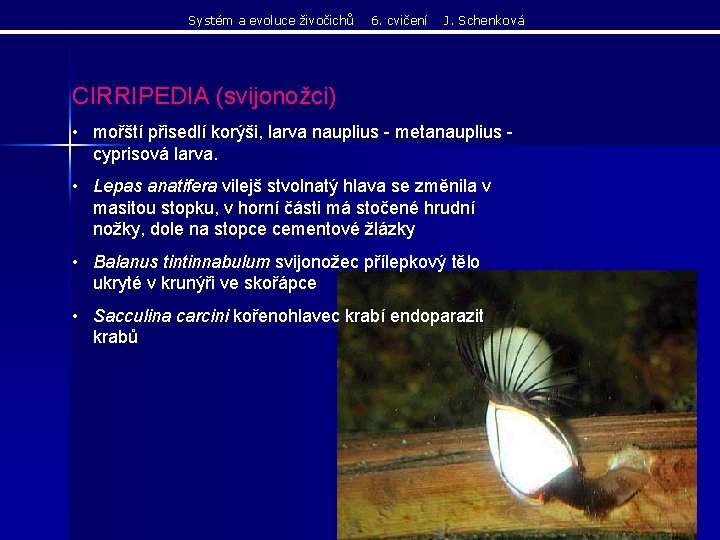 Systém a evoluce živočichů 6. cvičení J. Schenková CIRRIPEDIA (svijonožci) • mořští přisedlí korýši, Systém a evoluce živočichů 6. cvičení J. Schenková CIRRIPEDIA (svijonožci) • mořští přisedlí korýši,