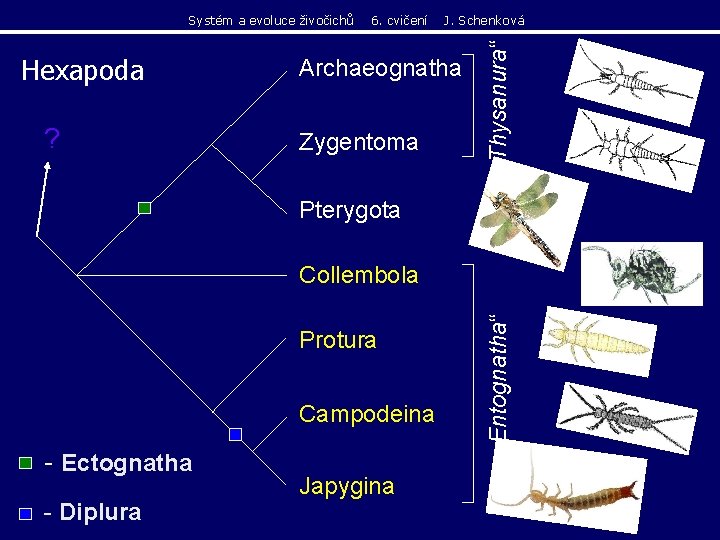 Hexapoda ? 6. cvičení J. Schenková Archaeognatha Zygentoma „Thysanura“ Systém a evoluce živočichů Pterygota Hexapoda ? 6. cvičení J. Schenková Archaeognatha Zygentoma „Thysanura“ Systém a evoluce živočichů Pterygota