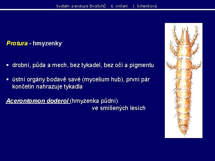 Systém a evoluce živočichů 6. cvičení J. Schenková Protura - hmyzenky § drobní, půda Systém a evoluce živočichů 6. cvičení J. Schenková Protura - hmyzenky § drobní, půda