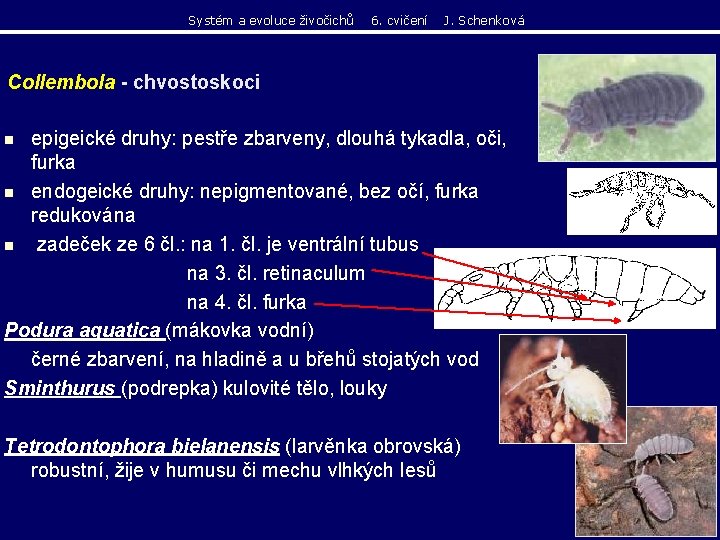 Systém a evoluce živočichů 6. cvičení J. Schenková Collembola - chvostoskoci epigeické druhy: pestře Systém a evoluce živočichů 6. cvičení J. Schenková Collembola - chvostoskoci epigeické druhy: pestře