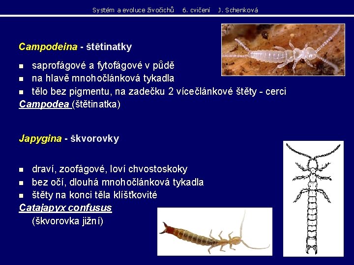 Systém a evoluce živočichů 6. cvičení J. Schenková Campodeina - štětinatky saprofágové a fytofágové Systém a evoluce živočichů 6. cvičení J. Schenková Campodeina - štětinatky saprofágové a fytofágové
