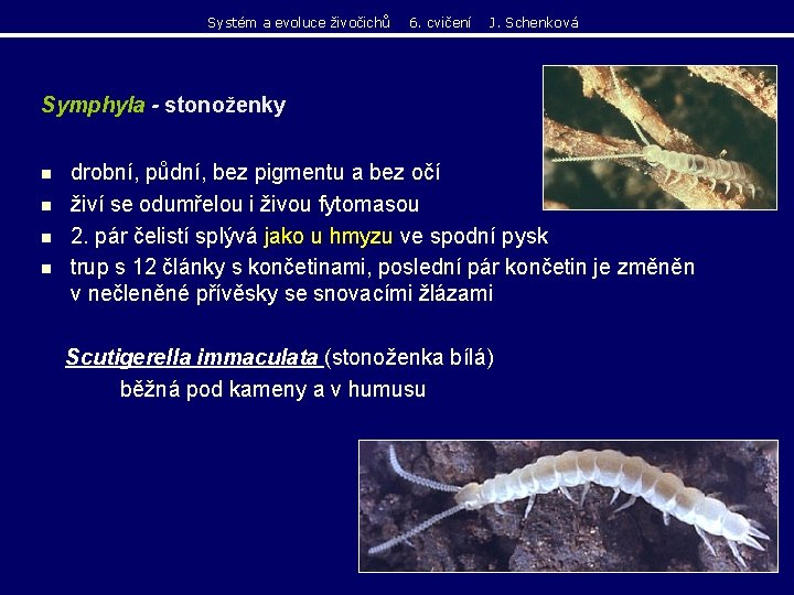 Systém a evoluce živočichů 6. cvičení J. Schenková Symphyla - stonoženky n n drobní, Systém a evoluce živočichů 6. cvičení J. Schenková Symphyla - stonoženky n n drobní,