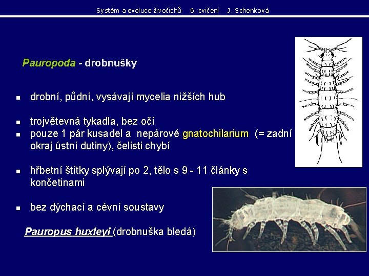 Systém a evoluce živočichů 6. cvičení J. Schenková Pauropoda - drobnušky n n n Systém a evoluce živočichů 6. cvičení J. Schenková Pauropoda - drobnušky n n n