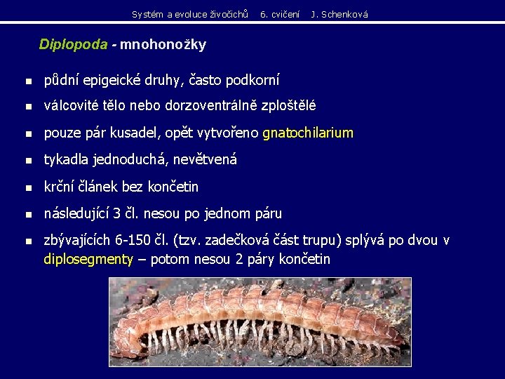 Systém a evoluce živočichů 6. cvičení J. Schenková Diplopoda - mnohonožky n půdní epigeické Systém a evoluce živočichů 6. cvičení J. Schenková Diplopoda - mnohonožky n půdní epigeické