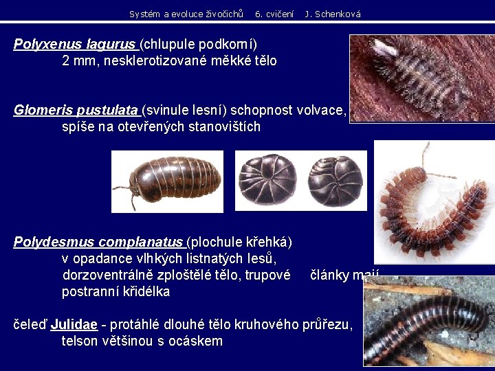 Systém a evoluce živočichů 6. cvičení J. Schenková Polyxenus lagurus (chlupule podkorní) 2 mm, Systém a evoluce živočichů 6. cvičení J. Schenková Polyxenus lagurus (chlupule podkorní) 2 mm,