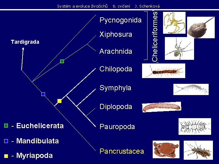 6. cvičení J. Schenková Pycnogonida Xiphosura Tardigrada Arachnida Chilopoda Symphyla Diplopoda - Euchelicerata Pauropoda 6. cvičení J. Schenková Pycnogonida Xiphosura Tardigrada Arachnida Chilopoda Symphyla Diplopoda - Euchelicerata Pauropoda