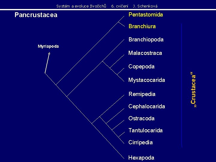 Systém a evoluce živočichů Pancrustacea 6. cvičení J. Schenková Pentastomida Branchiura Branchiopoda Myriapoda Malacostraca Systém a evoluce živočichů Pancrustacea 6. cvičení J. Schenková Pentastomida Branchiura Branchiopoda Myriapoda Malacostraca