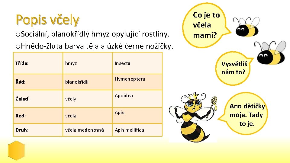 Popis včely o Sociální, blanokřídlý hmyz opylující rostliny. o Hnědo-žlutá barva těla a úzké