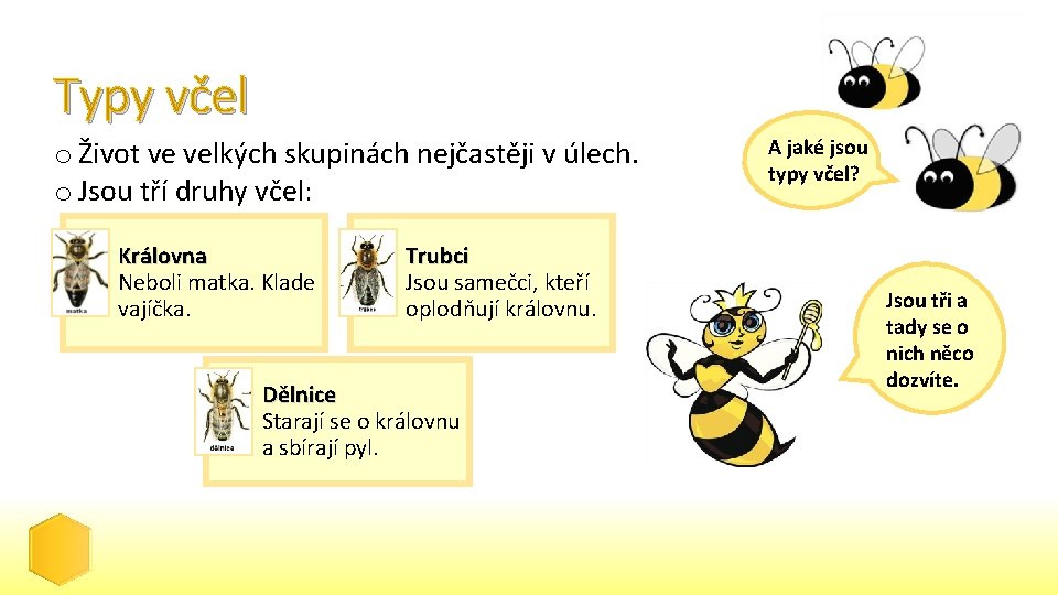 Typy včel o Život ve velkých skupinách nejčastěji v úlech. o Jsou tří druhy