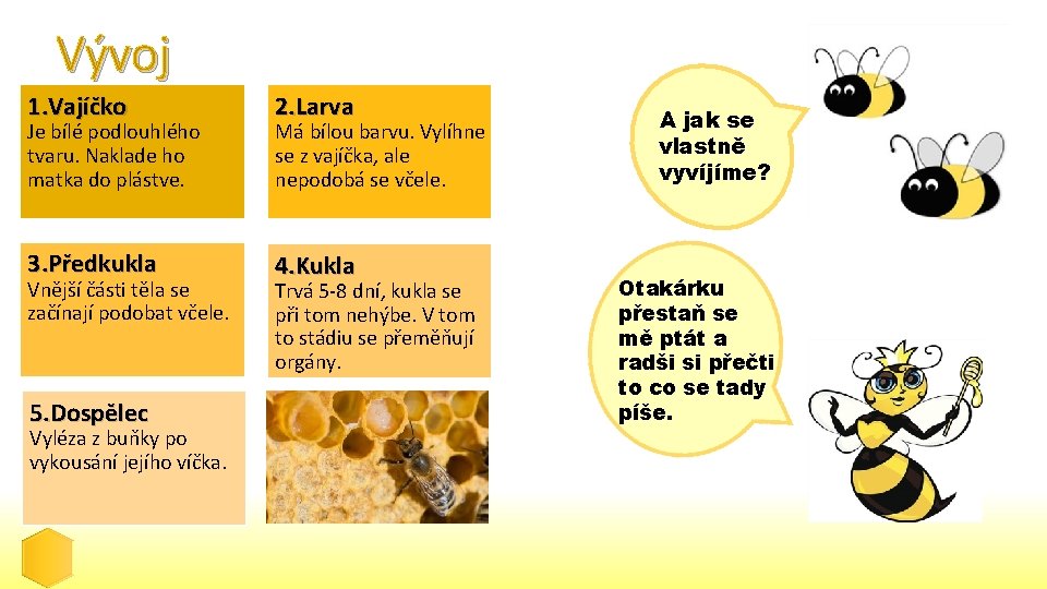 Vývoj 1. Vajíčko 2. Larva 3. Předkukla 4. Kukla Je bílé podlouhlého tvaru. Naklade