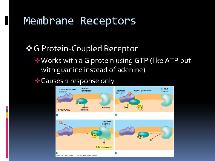 Membrane Receptors v G Protein-Coupled Receptor v Works with a G protein using GTP Membrane Receptors v G Protein-Coupled Receptor v Works with a G protein using GTP
