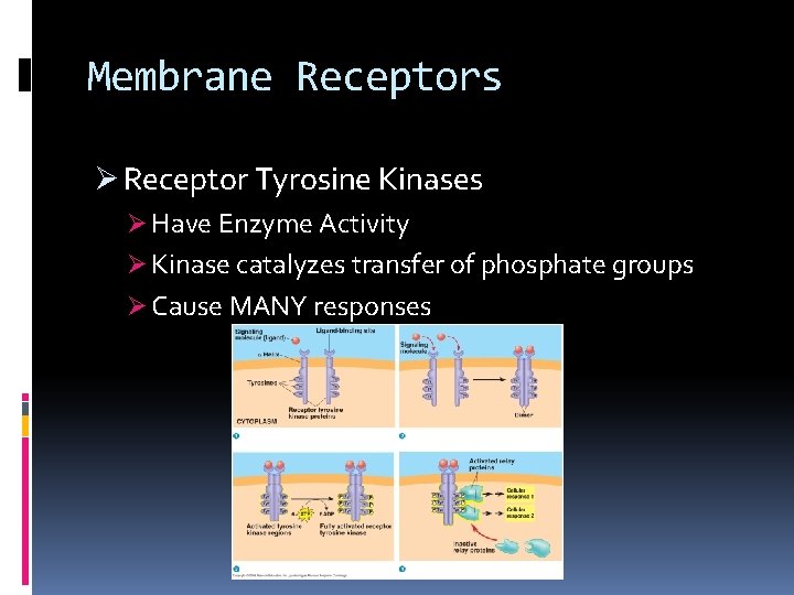 Membrane Receptors Ø Receptor Tyrosine Kinases Ø Have Enzyme Activity Ø Kinase catalyzes transfer Membrane Receptors Ø Receptor Tyrosine Kinases Ø Have Enzyme Activity Ø Kinase catalyzes transfer