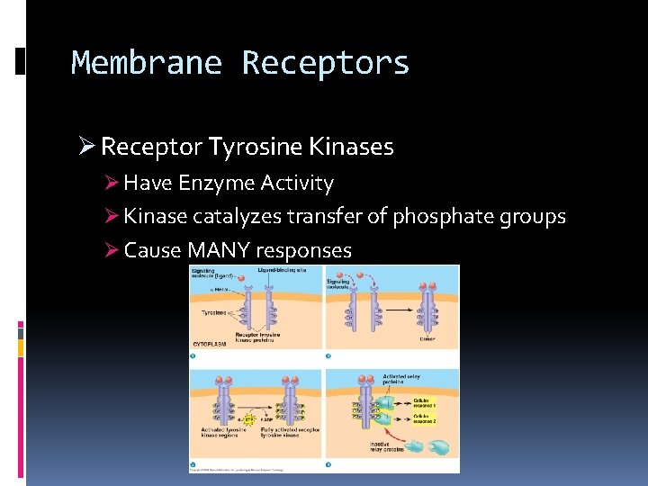 Membrane Receptors Ø Receptor Tyrosine Kinases Ø Have Enzyme Activity Ø Kinase catalyzes transfer