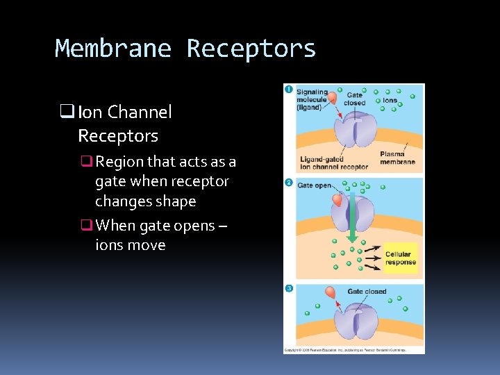 Membrane Receptors q Ion Channel Receptors q Region that acts as a gate when Membrane Receptors q Ion Channel Receptors q Region that acts as a gate when