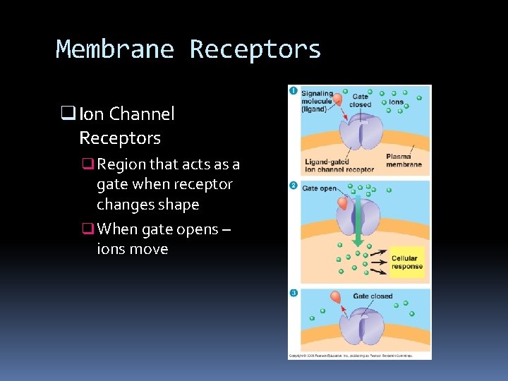 Membrane Receptors q Ion Channel Receptors q Region that acts as a gate when