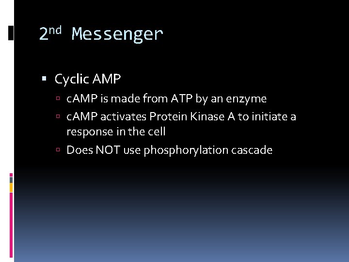 2 nd Messenger Cyclic AMP c. AMP is made from ATP by an enzyme 2 nd Messenger Cyclic AMP c. AMP is made from ATP by an enzyme